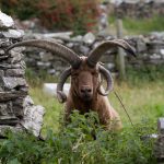 Loaghtan sheep at Cregneash